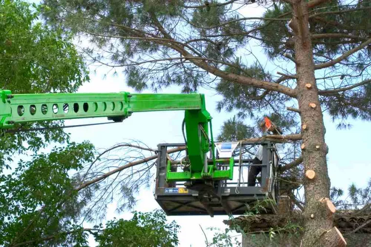 Comment abattre un arbre infesté de cochenilles ?, Biganos, KILLYAN Multiservices