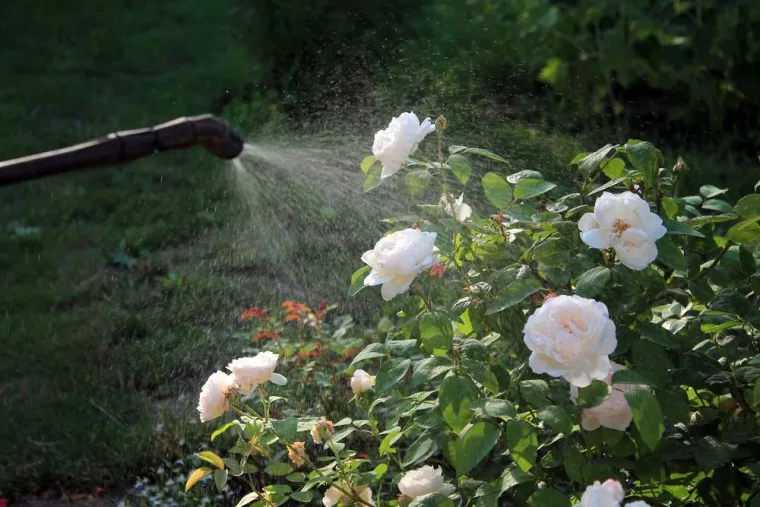 À quelle fréquence arroser un massif avec des rosiers ?, Biganos, KILLYAN Multiservices